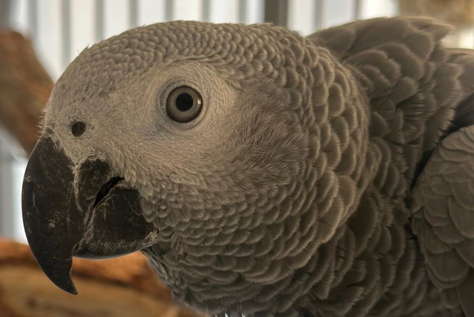 Vermisstmeldung Vogel Männliche , 2026 jahre Karrenzin Deutschland