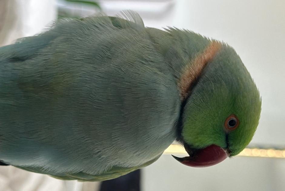 Alerte Disparition Oiseau Mâle , 2026 ans Freiburg im Breisgau Allemagne Alerte Disparition Oiseau Mâle , 2026 ans Freiburg im Breisgau Allemagne