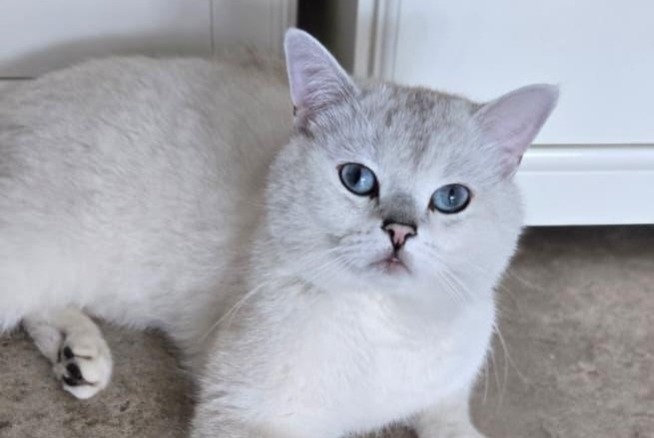 Alerta desaparecimento Gato Macho , 3 anos München Germany Alerta desaparecimento Gato Macho , 3 anos München Germany